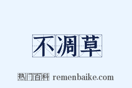 不凋草是什么意思的图片